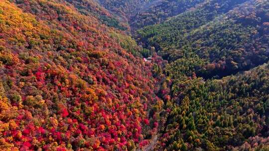辽宁本溪秋天枫叶本桓公路