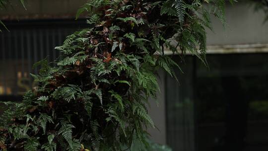 下雨的叶子