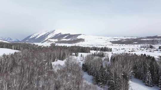 航拍新疆禾木雪景森林雪地雪山脚下白桦林