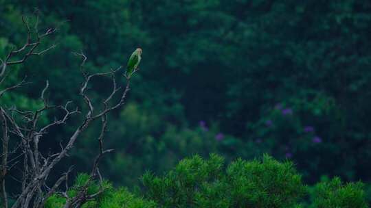 热带雨林森林树枝上亚历山大鹦鹉 金刚鹦鹉