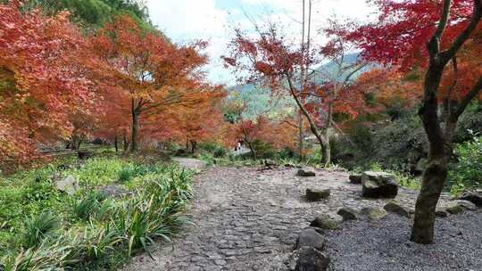 湖南永州秋天枫树林红色枫叶森林树林航拍
