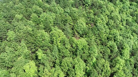 俯拍森林俯拍树林俯视山峰树木绿色生态环境