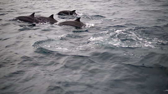海豚享受温暖海水