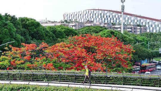 中国广东省广州市白云区白云大道南凤凰花