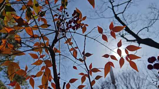 冬季红叶在阳光下晃动1视频素材模板下载