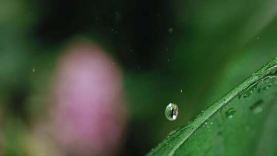 雨滴露珠滴落在树叶上