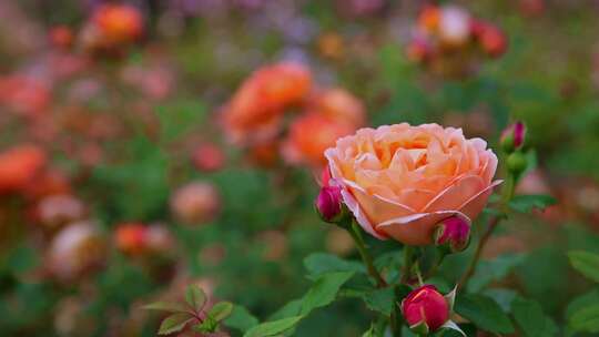 花卉鲜花植物养殖园艺素材