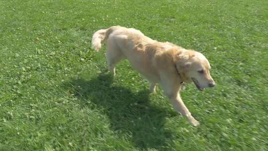 金毛猎犬叼球奔跑视频素材模板下载