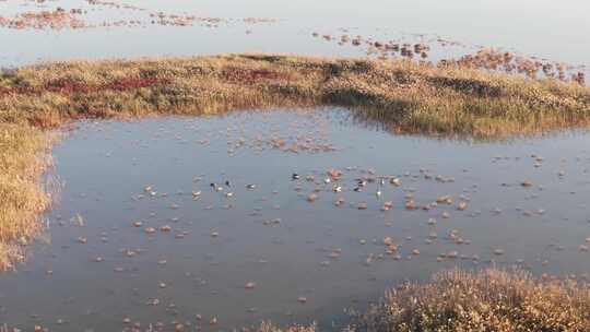 黄河湿地小白额雁航拍