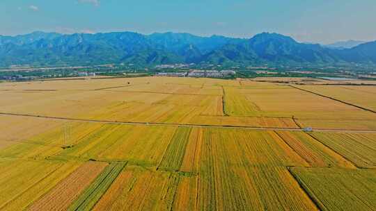 关中平原金色麦田 小麦