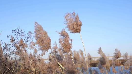 芦苇 禾本科 花 干芦苇 被子植物 芦苇毛