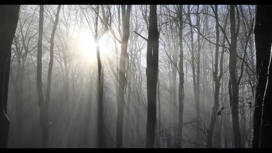 冬日森林中的阳光