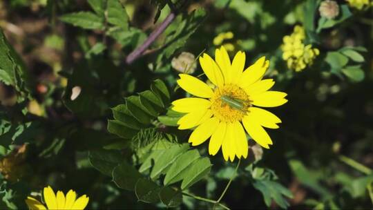 蚱蜢在雏菊花上收集花粉的特写