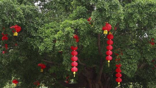 庆祝春节的灯笼