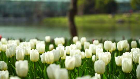 春天湖水背景的郁金香花海