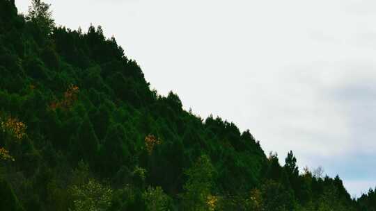 航拍翠云廊森林山林风景