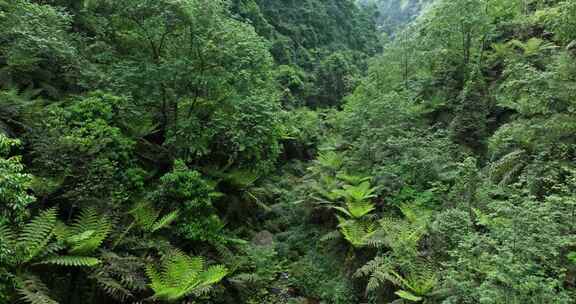 航拍四川野生原始桫椤树生长在小溪山林