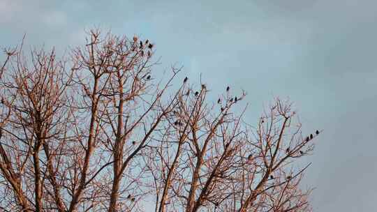 许多八哥小黑鸟在没有叶子的树上