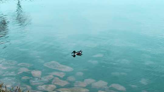 碧绿水面上的绿头鸭在捕鱼 5171视频素材模板下载