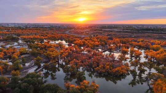额济纳 额济纳旗 胡杨林航拍