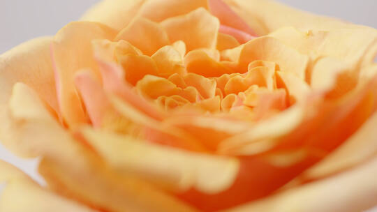 实拍鲜花玫瑰 橙色黄色 假日公主