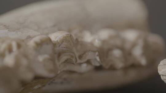 远古生物化石LOG视频素材模板下载