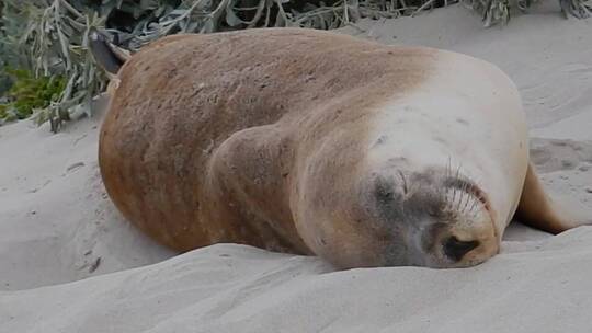 睡在沙滩上的海豹