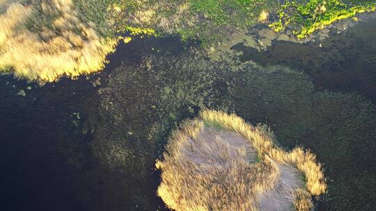 草原湿地航拍鸿雁