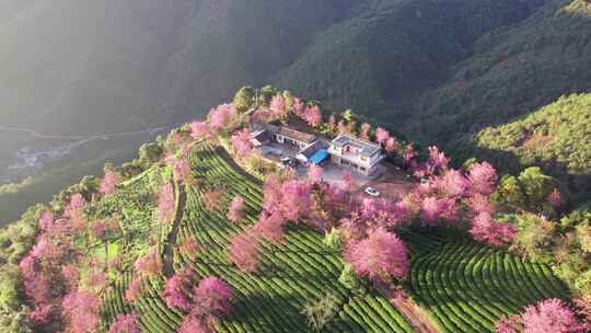 云南大理无量山樱花谷日出冬樱花和茶园航拍