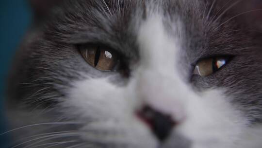 猫的眼睛特写视频素材模板下载