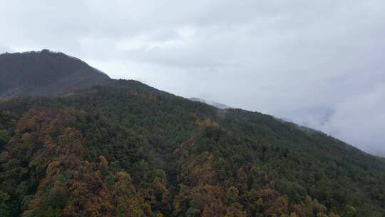 漫山红叶巴中光雾山附近