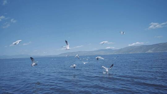 大理晴天下苍山洱海水面上飞翔的海鸥视频素材模板下载