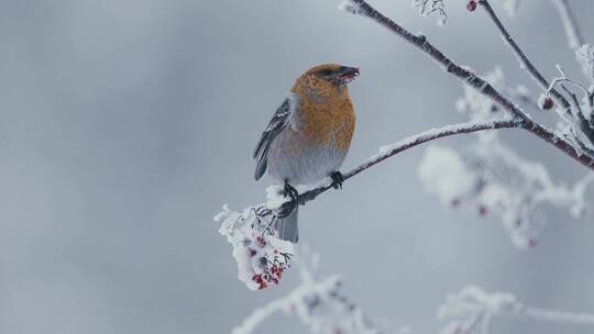 冬季大雪小鸟在树上觅食红色浆果