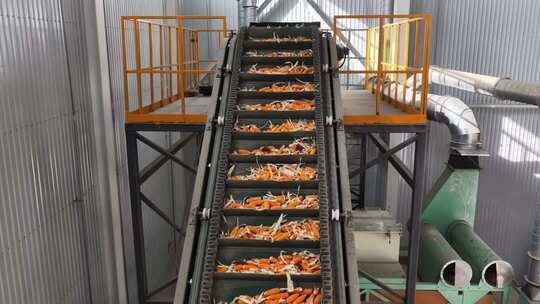 工厂胡萝卜输送流水线