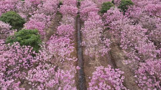 中国广东省广东省广州市南沙马克村紫花风铃