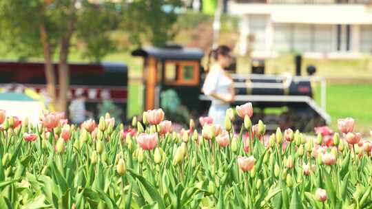 春天城市郁金香公园盛开的鲜花