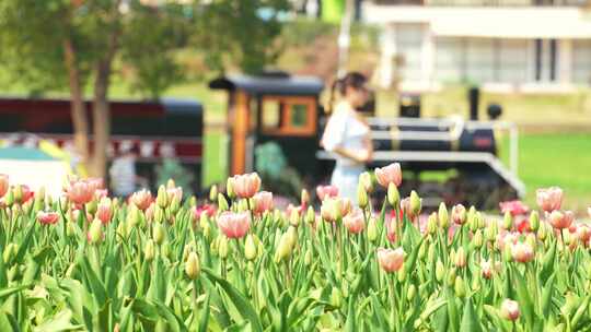 春天城市郁金香公园盛开的鲜花视频素材模板下载