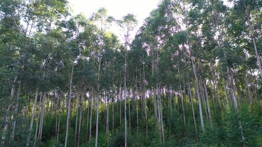 风吹树林光影阳光树叶森林树丛枝干枝叶丛林视频素材模板下载