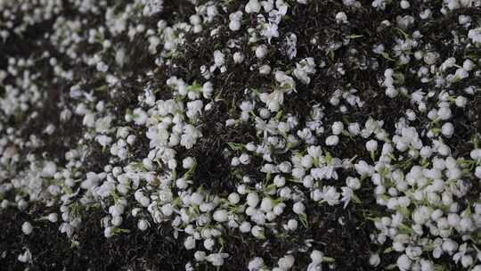 升格慢动作微距特写茉莉花与茉莉花茶制作