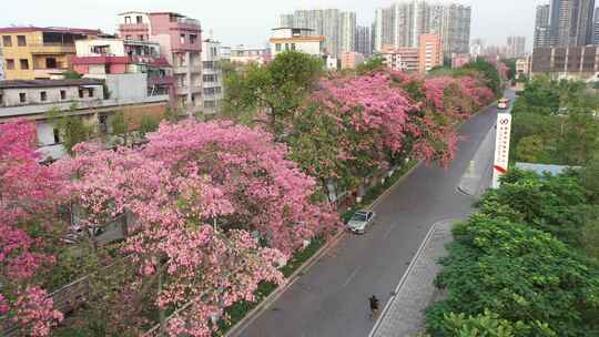 中国广东省广州市荔湾区坦尾美丽异木棉