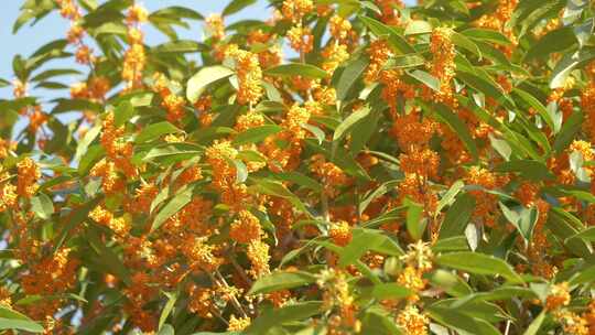 花开满枝桂花树 桂花 桂花空镜素材