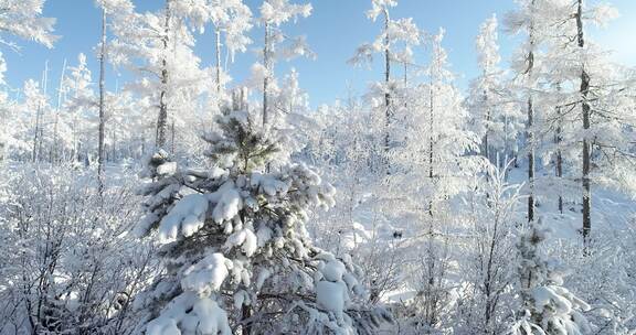 内蒙古大兴安岭冰雪雾凇、雪凇