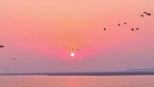 鄱阳湖湿地候鸟自然风光