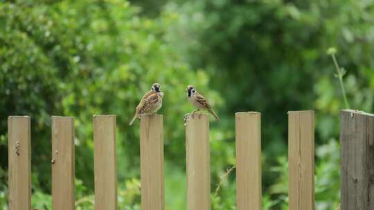 麻雀小鸟鸟儿在木头栅栏歇息鸟类实拍