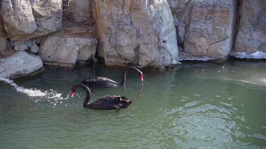 水中的黑天鹅在游动觅食视频素材模板下载