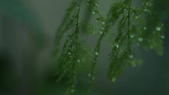 雨中的植物特写2
