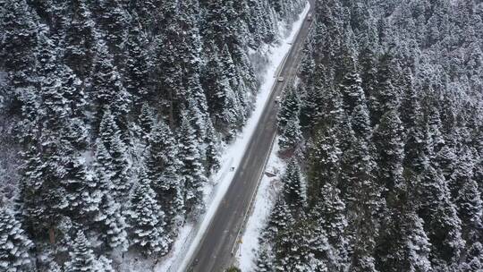 汽车行驶在大雪纷飞的鲁朗林海中的川藏公路