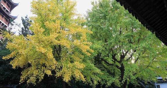 唯美苏州北寺塔秋天银杏古建筑