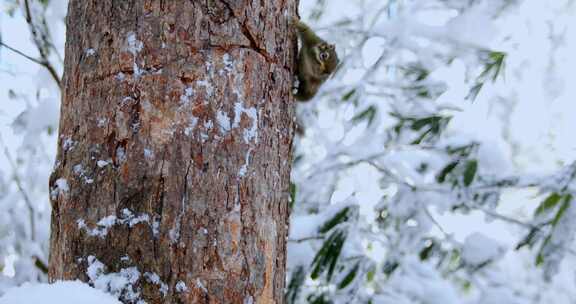 高清实拍冬天雪地小松鼠