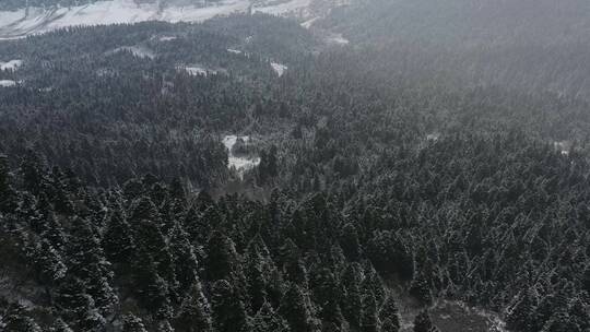 航拍西藏林芝大雪纷飞的鲁朗林海